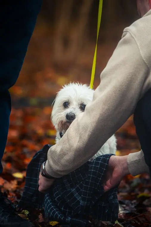 Efterår med hunden, billede 17 af 59