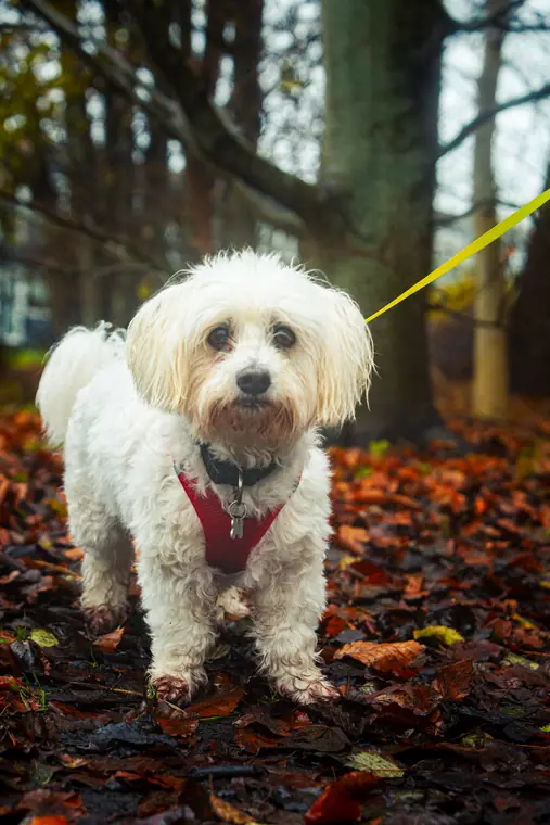 Efterår med hunden, billede 35 af 59