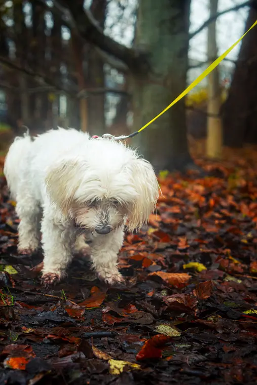 Efterår med hunden, billede 36 af 59