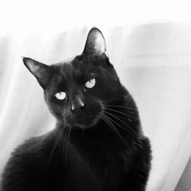 Sorte katte, billede 1 af 7