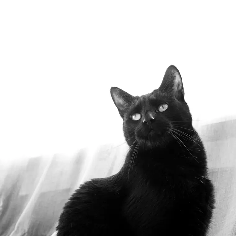 Sorte katte, billede 2 af 7
