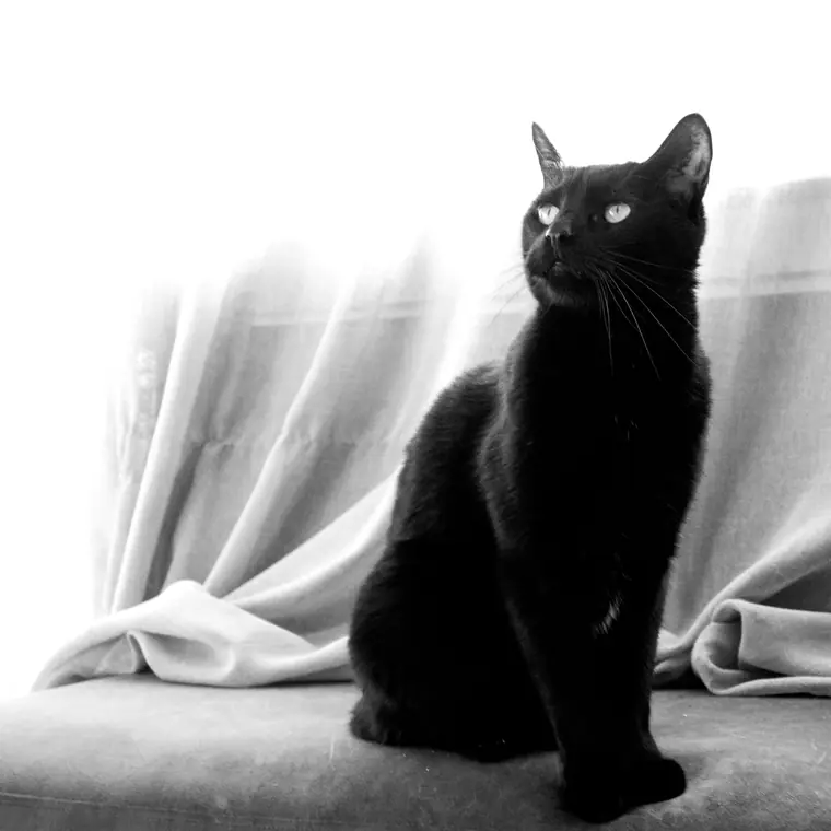 Sorte katte, billede 3 af 7