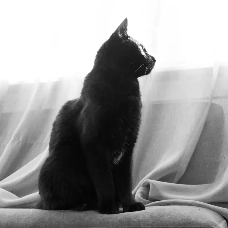 Sorte katte, billede 4 af 7
