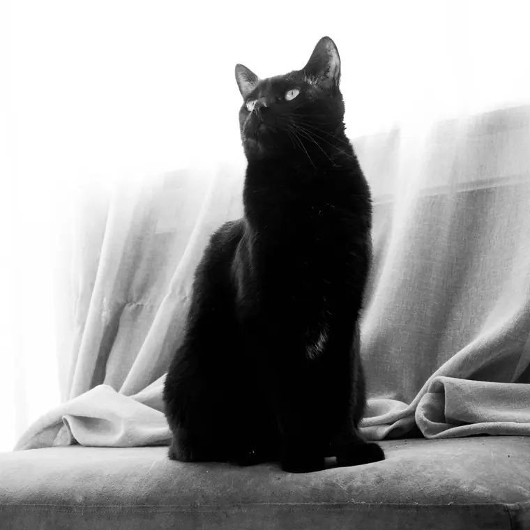 Sorte katte, billede 5 af 7