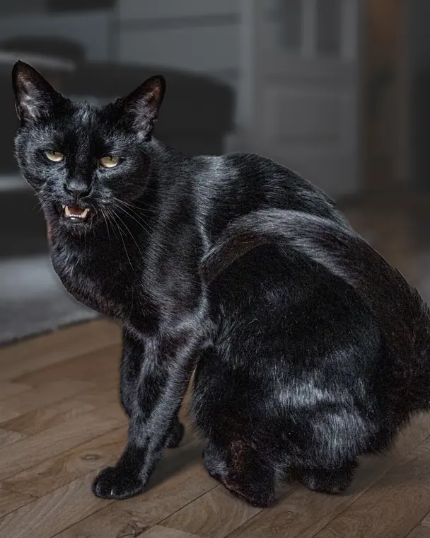 Sorte katte, billede 6 af 7