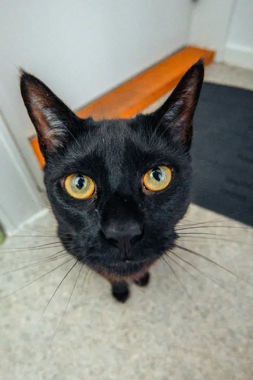 Sorte katte, billede 7 af 7